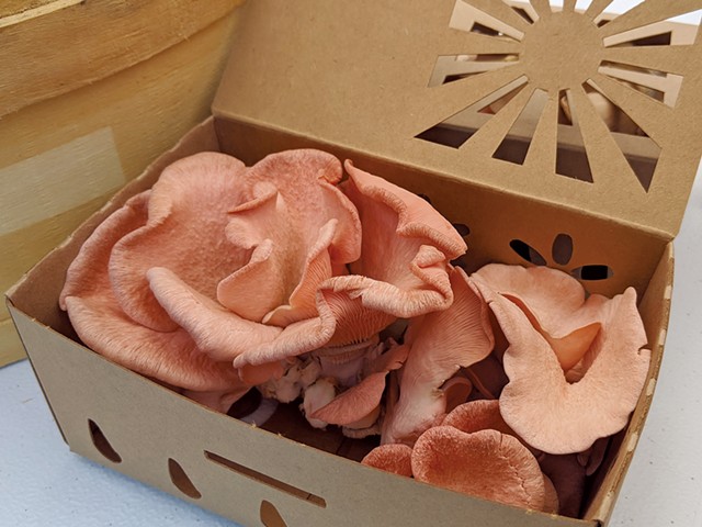 A box of pink oyster mushrooms - COURTESY OF KEVIN MELMAN