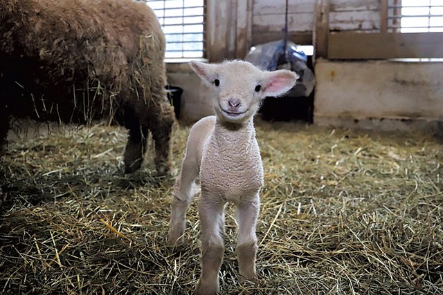 Norman, a 2020 lamb at Billings Farm &amp; Museum - COURTESY OF BILLINGS FARM &amp; MUSEUM