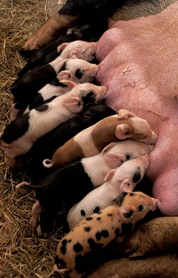 Newborn piglets in the farrowing barn - HANNAH PALMER EGAN