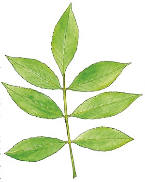 Green Ash, Fraxinus pennsylvanica - JEANIE WILLIAMS