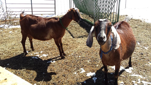 Ginger and Junebug, Big Picture Farm goats - MELISSA HASKIN