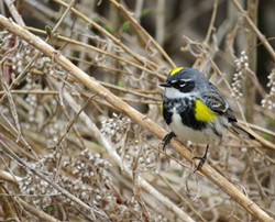 Yellow-rumped warbler - COURTESY OF SARA EISENHAUER
