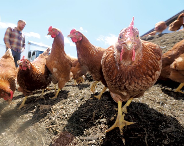 Small Scale Poultry Processing Equipment and Stations - Backyard Poultry