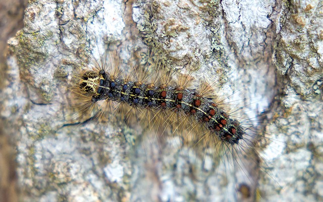 Gypsy moth caterpillar - OLIVER PARINI