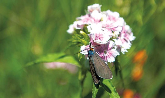 A Virginia ctenucha moth - DARIA BISHOP