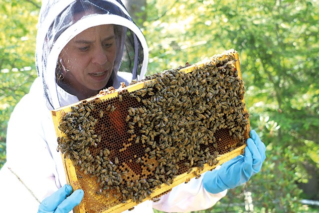 Brooke Decker inspecting a beehive - KEVIN MCCALLUM ©️ SEVEN DAYS