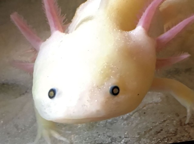Iggy the axolotl (Human: Matilda Kauffman) - COURTESY