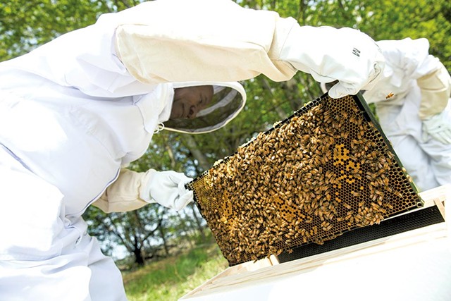 Francois Gasaba moves bees into their new home - JAMES BUCK