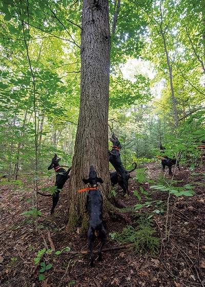 Wildlife Wars: Animal Defenders Struggle to Change Hunting and Trapping  Traditions in Vermont, Environment, Seven Days