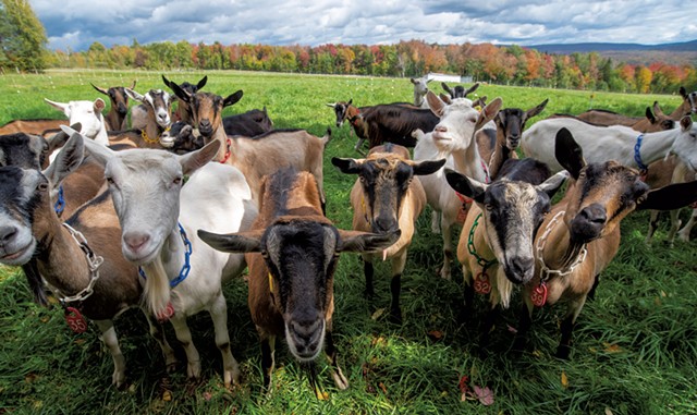 Goats at Lazy Lady Farm - JEB WALLACE-BRODEUR