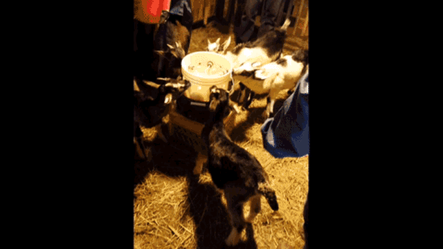 Baby goats at Pine Island Farm - KYMELYA SARI