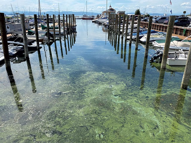 A cyanobacteria bloom on the Burlington waterfront on Lake Champlain - MATTHEW ROY ©️ SEVEN DAYS