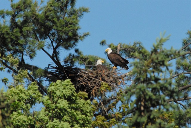 A bald eagle nesting pair in Barnet - COURTESY OF JOHN HALL