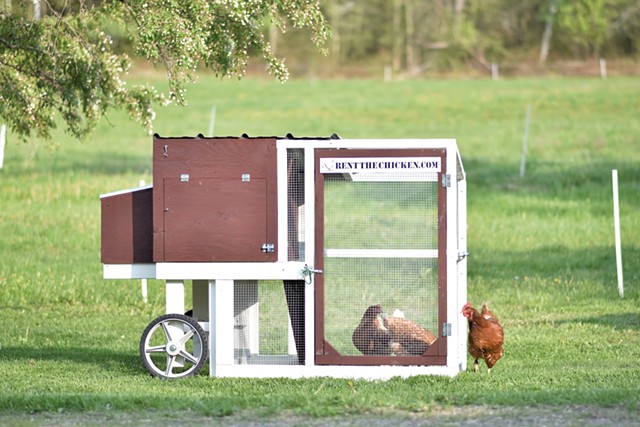 Rent the Chicken coop and hens ready for their summer home - COURTESY