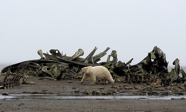 A polar bear in Kaktovik photographed by Stephen Gorman - COURTESY OF STEPHEN GORMAN