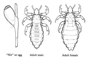 FROM ARTHROPODS OF MEDICAL IMPORTANCE. GRUNDY J. H. 1981