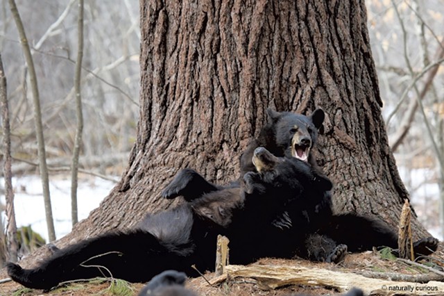 A mother bear plays with her yearling - COURTESY OF MARY HOLLAND