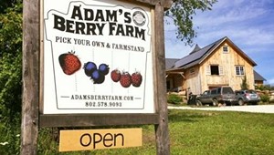 COURTESY OF ADAM'S BERRY FARM