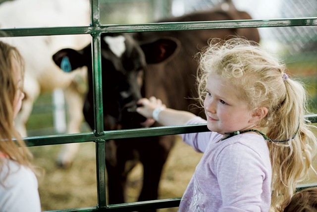 Maya Deneres, 4, of Redford, spends some time with the cute calves in the animal meeting area. - SAM SIMON
