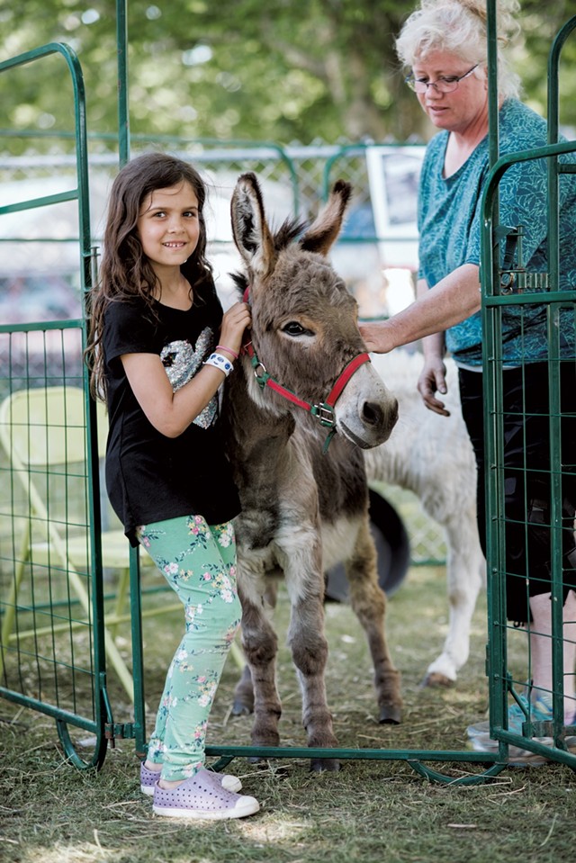 Sadie Simon, 7, of Burlington, poses with Applejack the donkey, owned by John and Pauline Broe of the Vermont Reindeer Farm in West Charleston. - SAM SIMON