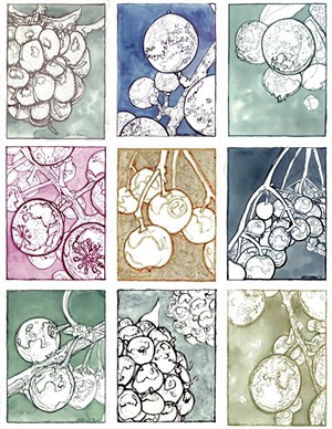 Neddo's drawings of berries using ink made from each berry - COURTESY OF NICK NEDDO