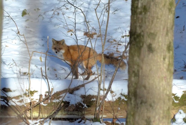 A red fox in Burlington's Centennial Woods - COURTESY OF TEAGE O'CONNOR