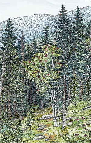 An illustration of a montane spruce-fir forest from Wetland, Woodland, Wildland - LIBBY DAVIDSON