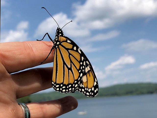 How the Butterfly Discovered Daylight - The New York Times