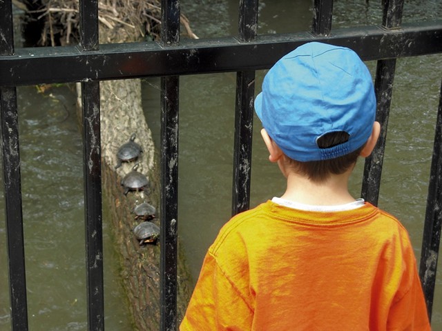 Heather's son watching turtles at Colchester's Delta Park, 2011 - COURTESY OF HEATHER FITZGERALD