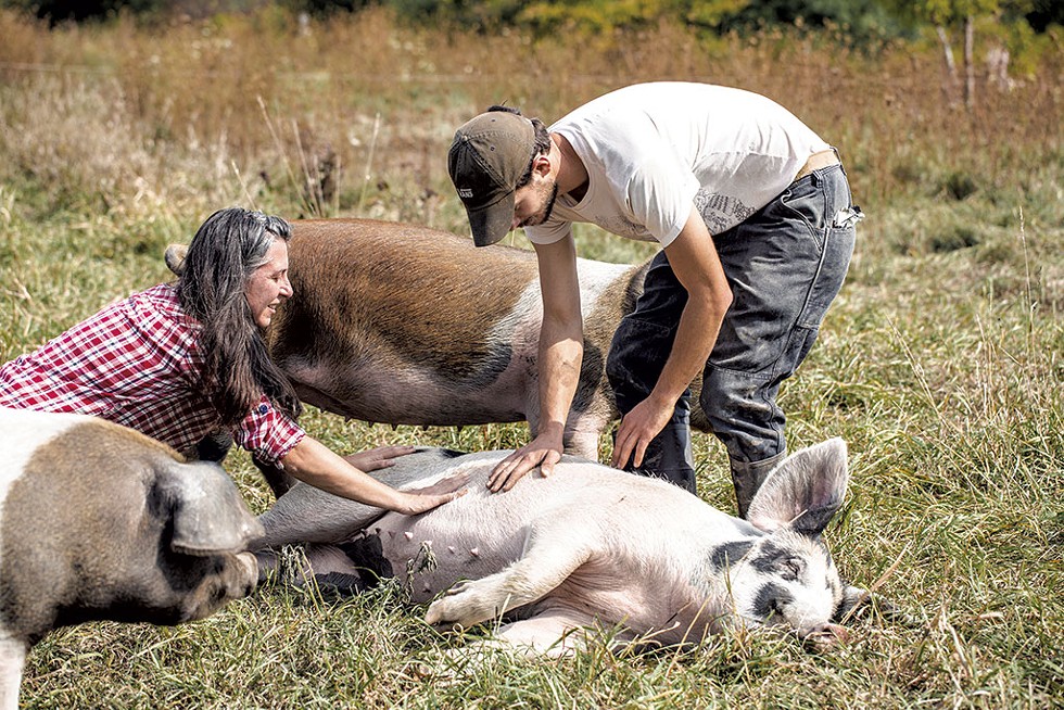 Alessandra Rellini and Stefano Pinna with their heritage-breed, pastured sows in 2020 - COURTESY OF CLARE BARBOZA