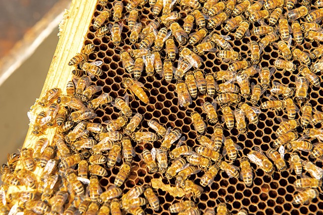 Honeybees - FILE: CALEB KENNA