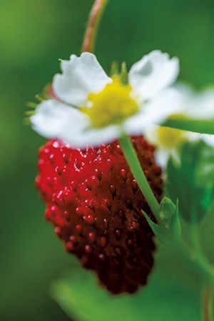 Alpine strawberry - COURTESY OF DAVID BARNUM