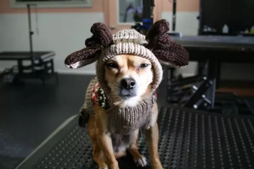 Best pet groomer