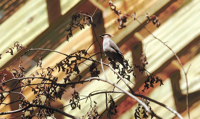 Bohemian waxwing in the Songbird Aviary at the Vermont Institute of Natural Science - SARAH PRIESTAP