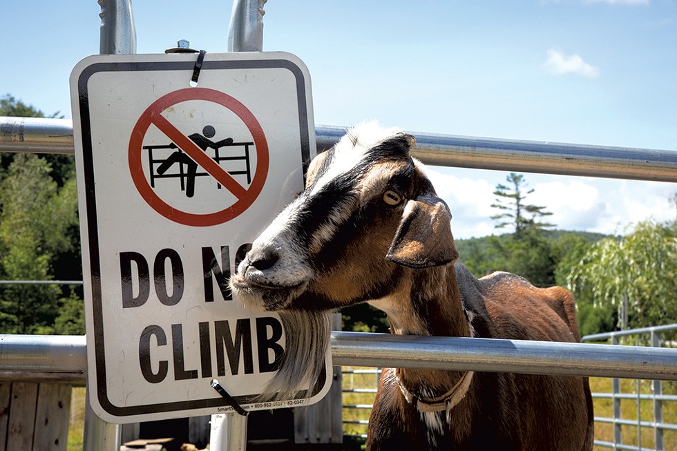 Goat at Wundorwoven in West Wardsboro - KEVIN BARRY