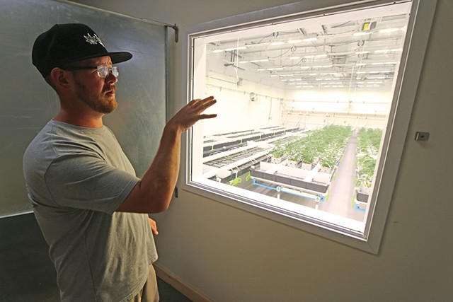 Devin Dannat surveying the hemp crop in his Hardwick facility - KEVIN MCCALLUM ©️ SEVEN DAYS