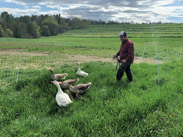 Morgan Gold filming ducks at his farm - EVA SOLLBERGER