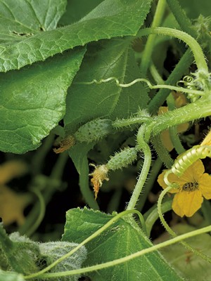 Baby cucumbers at Le Jardin du Gourmet - COURTESY
