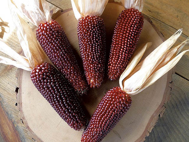 Vermont Red Kernel corn from Solstice Seeds - COURTESY