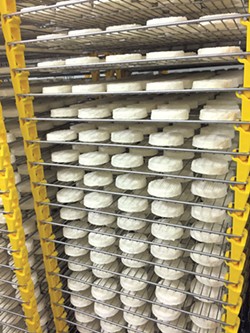 St. Albans cheese drying on racks at Vermont Creamery - HANNAH PALMER EGAN