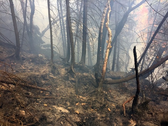 A forest fire in Bolton earlier this month - COURTESY: LARS LUND, DEPARTMENT OF FORESTS, PARKS AND RECREATION