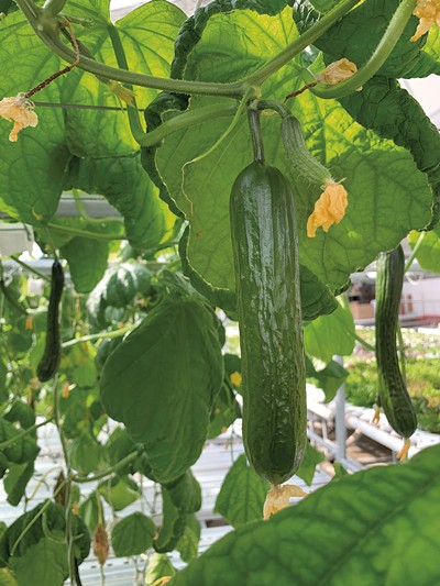 Finn &amp; Roots' hydroponic cucumbers receive water from the tilapia tanks. - MELISSA PASANEN