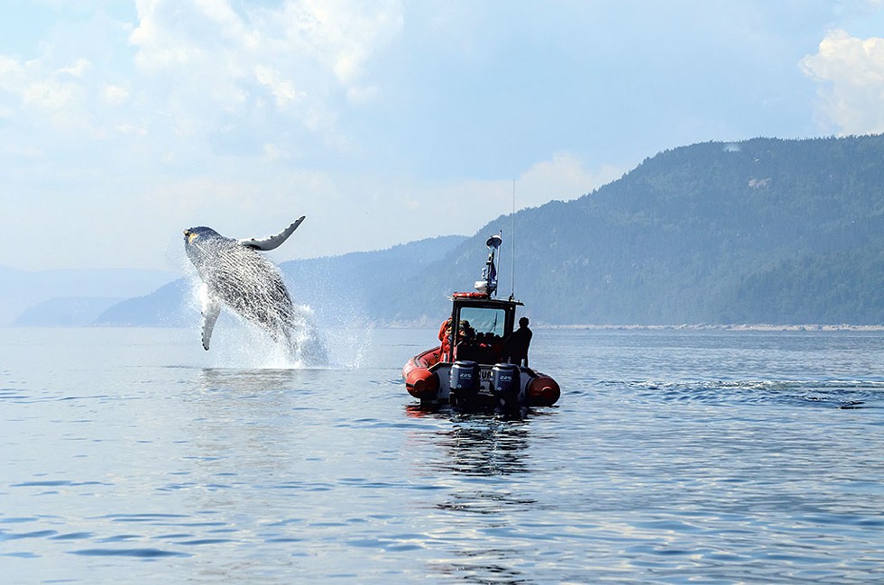 Whale watching in Tadoussac - COURTESY OF MARC LOISELLE