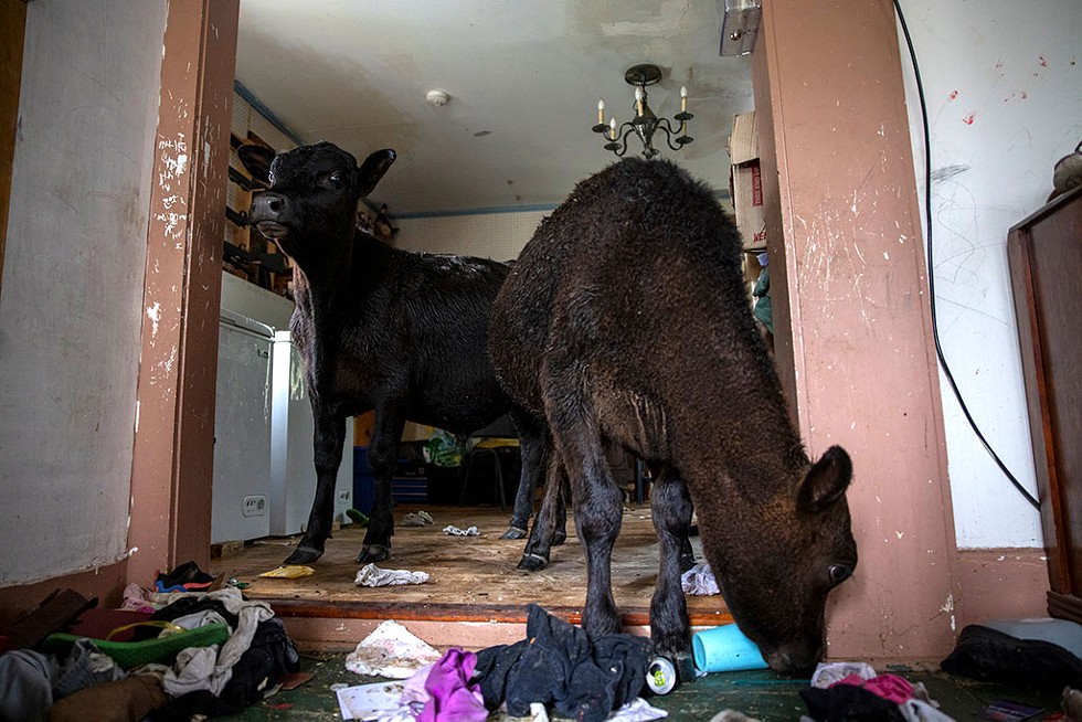 Nancy Ramos' cows in her home - JAMES BUCK