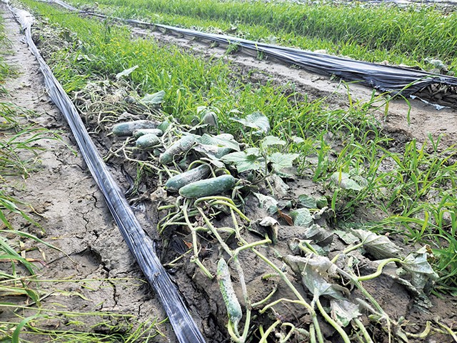 Cucumbers in the mud at Dog River Farm - CAROLYN SHAPIRO