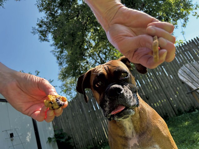 Cleo choosing between two dog treats - MATTHEW ROY ©️ SEVEN DAYS