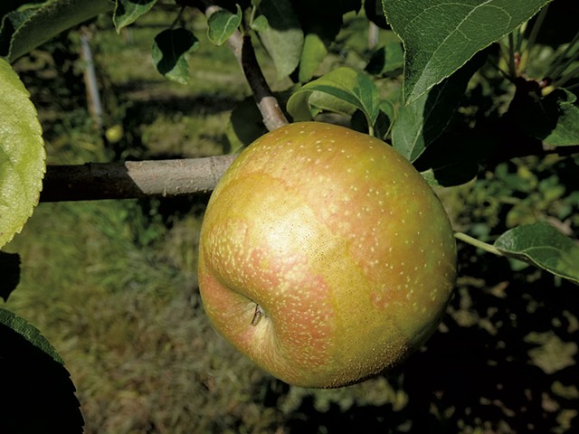 An apple with cosmetic frost damage at Shelburne Orchards - RACHEL MULLIS