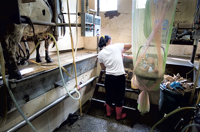 Inside a milking parlor on a Vermont dairy farm - CALEB KENNA/THE GOLDEN CAGE PROJECT/VERMONT FOLKLIFE CENTER