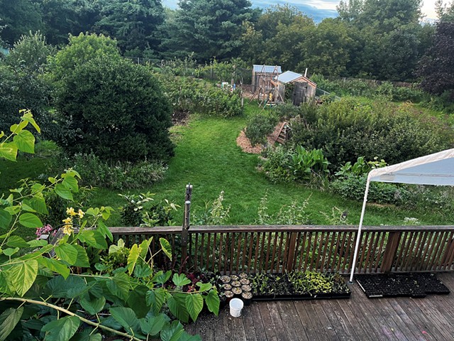A bird's-eye view of Jacob Holzberg-Pill's backyard in summer - COURTESY OF JACOB HOLZBERG-PILL