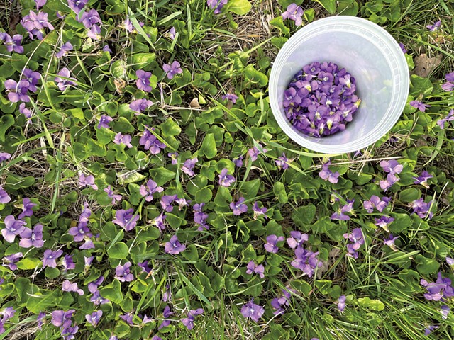 Violets in Ren Weiner's garden - COURTESY OF REN WEINER